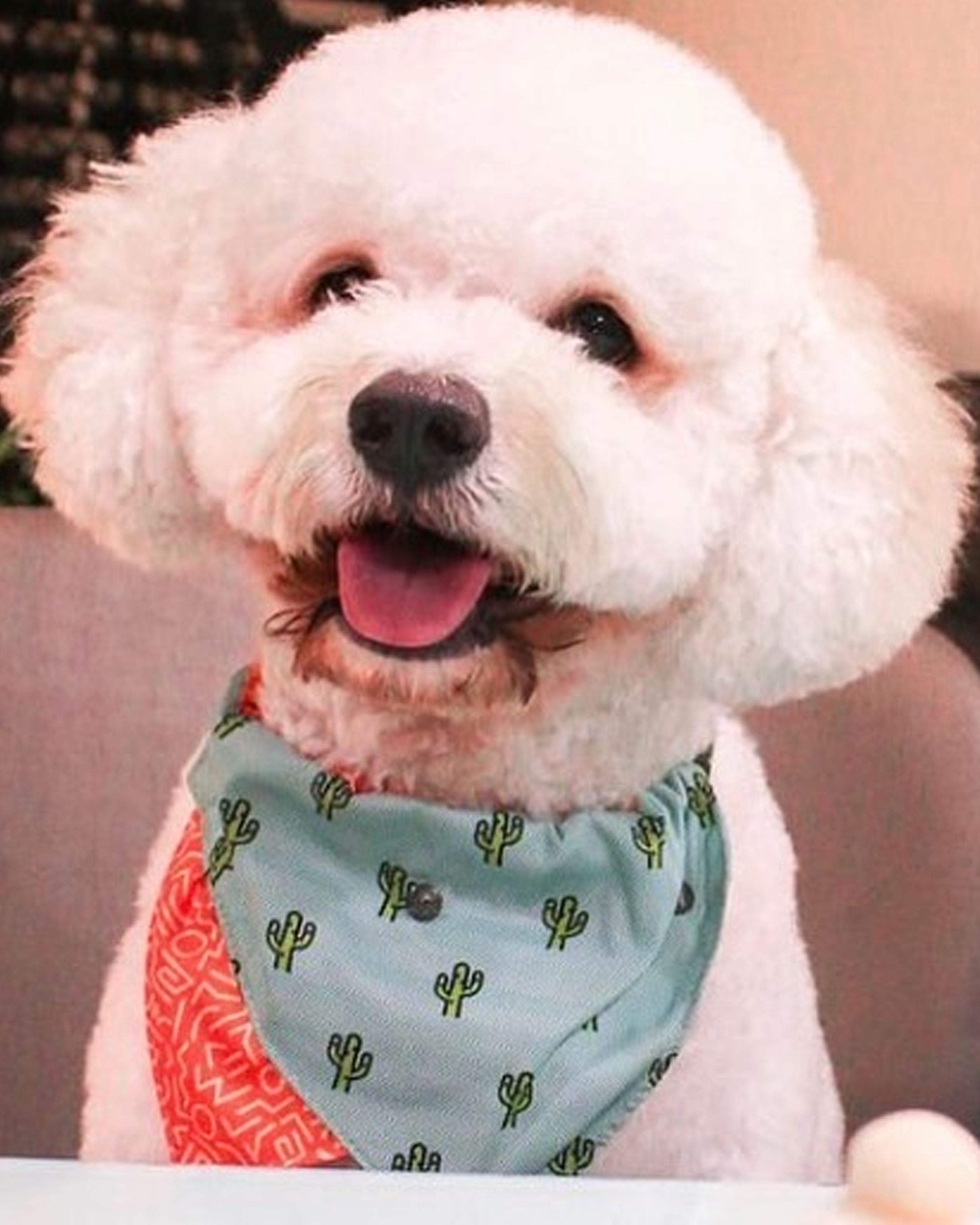 Fluffy Friends and Hoomen T-Shirts